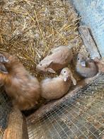 Jonge konijnen, Dieren en Toebehoren, Konijnen, Mannelijk, Klein, 0 tot 2 jaar