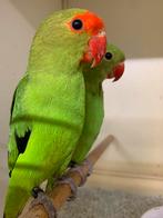 Koppel taranta ek 2025, Dieren en Toebehoren, Vogels | Parkieten en Papegaaien, Meerdere dieren, Dwergpapegaai of Agapornis, Geringd