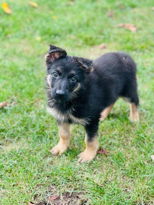 Chiots de berger allemand belge disponibles, Animaux & Accessoires, Chiens | Bergers & Bouviers, Plusieurs animaux, Autres races