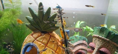 Jonge guppy's 10+5 gratis, Dieren en Toebehoren, Vissen | Aquariumvissen, Zoetwatervis, Vis