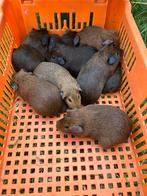 Cavia vrouwtjes, Vrouwelijk, Cavia