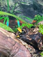 Phyllobates bicolor nakweek, Dieren en Toebehoren, Reptielen en Amfibieën