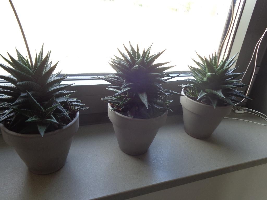 Haworthia fasciata - vetplant - kamerplant, Maison & Meubles, Plantes d'intérieur, Enlèvement, Plante succulente