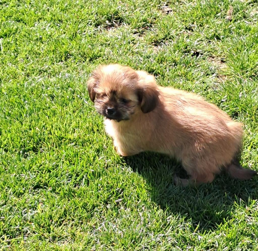 Les baby-boomers, Animaux & Accessoires, Chiens | Sans pedigree, Petit, Plusieurs animaux, Éleveur | Professionnel, Plusieurs