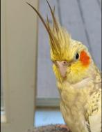 Vermiste valkparkiet Haaltert beloning als gevonden, Vogel