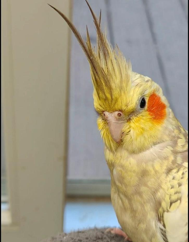 Vermiste valkparkiet Haaltert beloning als gevonden, Dieren en Toebehoren, Vermiste en Gevonden Dieren, Vogel
