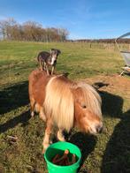 Shetlander merrie, Dieren en Toebehoren, Merrie