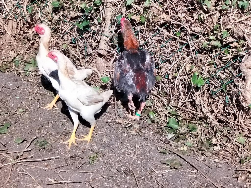 trio ko-shamo tarwe  2025 aan de leg , ge-ent., Dieren en Toebehoren, Pluimvee, Meerdere dieren, Kip