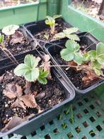 Aardbei Ostara (doordrager) - p9, Ophalen