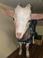 Geitje te koop 5 maand oud geslacht manelijk, Dieren en Toebehoren