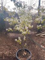 Meerstammige boom, Tuin en Terras, Planten | Fruitbomen, Ophalen