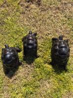 Aldabra schildpad, Schildpad, 0 tot 2 jaar