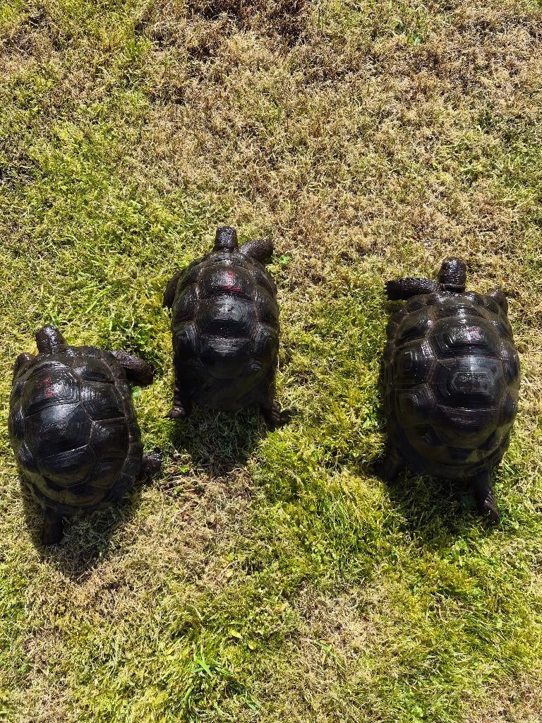 Aldabra schildpad, Animaux & Accessoires, Reptiles & Amphibiens, Tortue, 0 à 2 ans