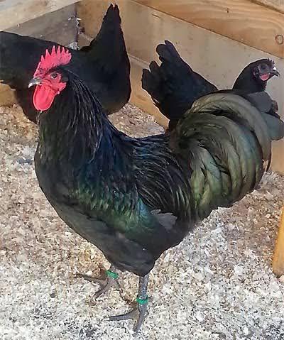 Trio zwarte Australorp kippen