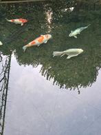 5 Japanse koi en 1 steur, Dieren en Toebehoren, Karper of Koi