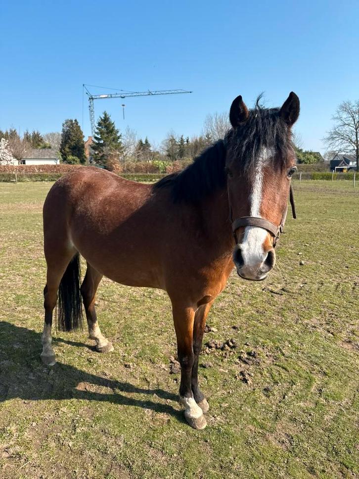 Lieve C merrie, Dieren en Toebehoren, Pony's, Merrie, Onbeleerd, C pony (1.27m tot 1.37m), 3 tot 6 jaar, Met stamboom, Gechipt