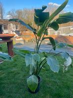 Strelitzia planten, Autres espèces, En pot, Plein soleil, Plante à fleurs