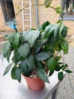 Hoya caudata silver stains moederplant, Ophalen of Verzenden