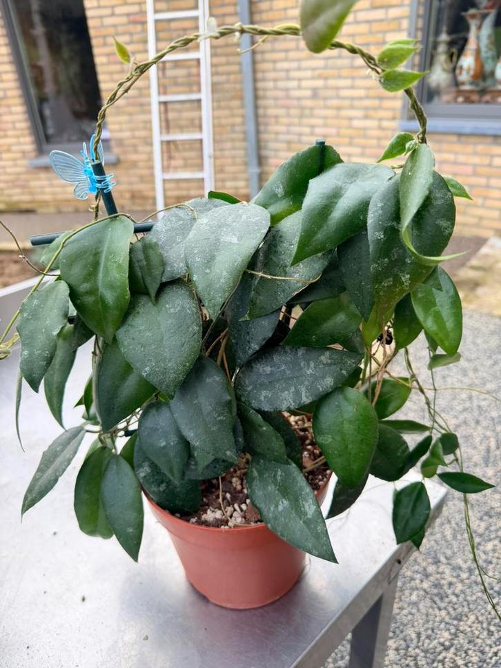 Hoya caudata silver stains moederplant, Huis en Inrichting, Kamerplanten, Ophalen of Verzenden