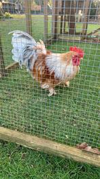 Mooie krielhaan kruising Chabo /cochin okt   2025, Animaux & Accessoires, Volatiles, Poule ou poulet