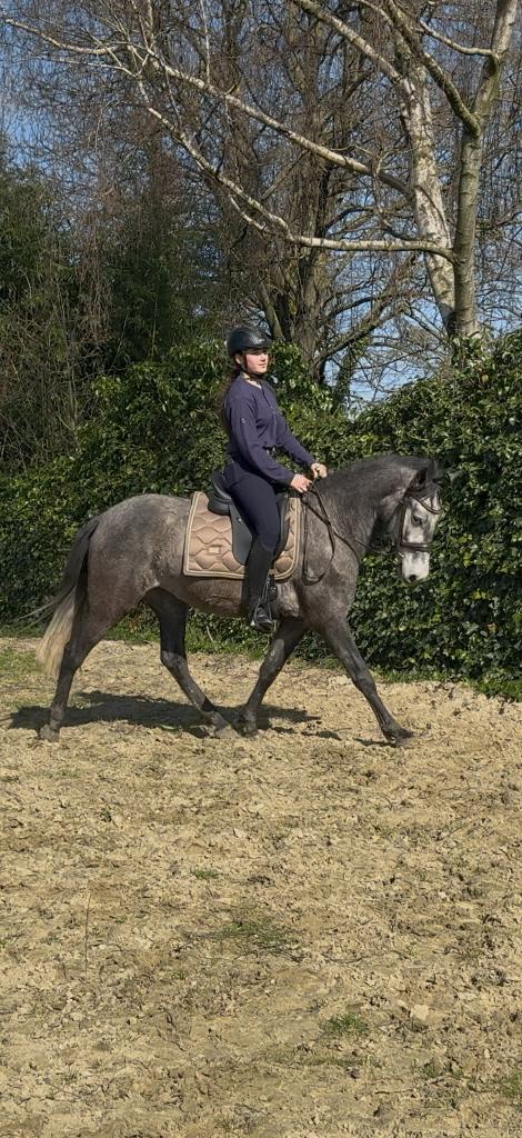 PRE/Fries ruin – 5j – 1m50, Vermifugé, Hongre, Débourré, Moins de 160 cm