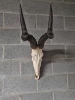 Koedoe gewei met volle schedel, Ophalen, Schedel