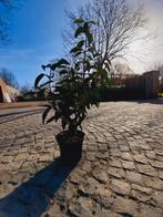 40 x Prunus Lusitanica, Tuin en Terras, Ophalen