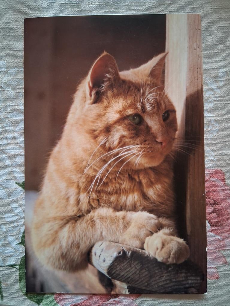 Postkaart poes, Collections, Cartes postales | Animaux, Enlèvement ou Envoi