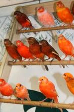 Roodfactor kanarie poppen gezocht., Dieren en Toebehoren