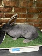 Vlaamse Reuzen raszuivere konijnen, Animaux & Accessoires, Lapins, Mâle, Grand, 0 à 2 ans