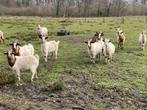Geitenbokken en geit, Animaux & Accessoires, Moutons, Chèvres & Cochons, Plusieurs animaux, Chèvre