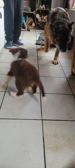 Border Collie pups groeien op in huiselijke kring, Chienne, Belgique, 8 à 15 semaines, Plusieurs