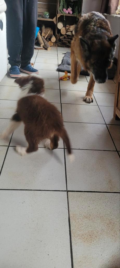 Border Collie pups groeien op in huiselijke kring, Dieren en Toebehoren, Honden | Dekreuen, Teef, Fokker | Hobbymatig, Meerdere