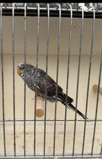 Parkiet, Vrouwelijk, Parkiet, Geringd