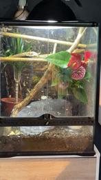 Gecko a crete, Enlèvement, Comme neuf