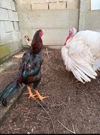 Shamos, Dieren en Toebehoren, Pluimvee