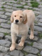 Golden Retriever pups, Dieren en Toebehoren, België, Fokker | Hobbymatig, 8 tot 15 weken, Meerdere