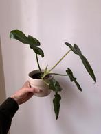 Philodendron bipennifolium, Enlèvement