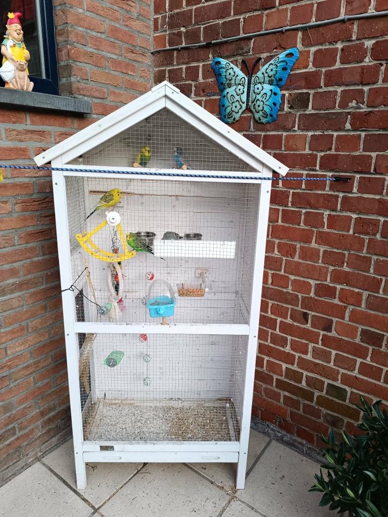 Grasparkieten, Plusieurs animaux, Perruche