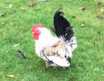 Chabo haan, Dieren en Toebehoren, Pluimvee, Mannelijk, Kip