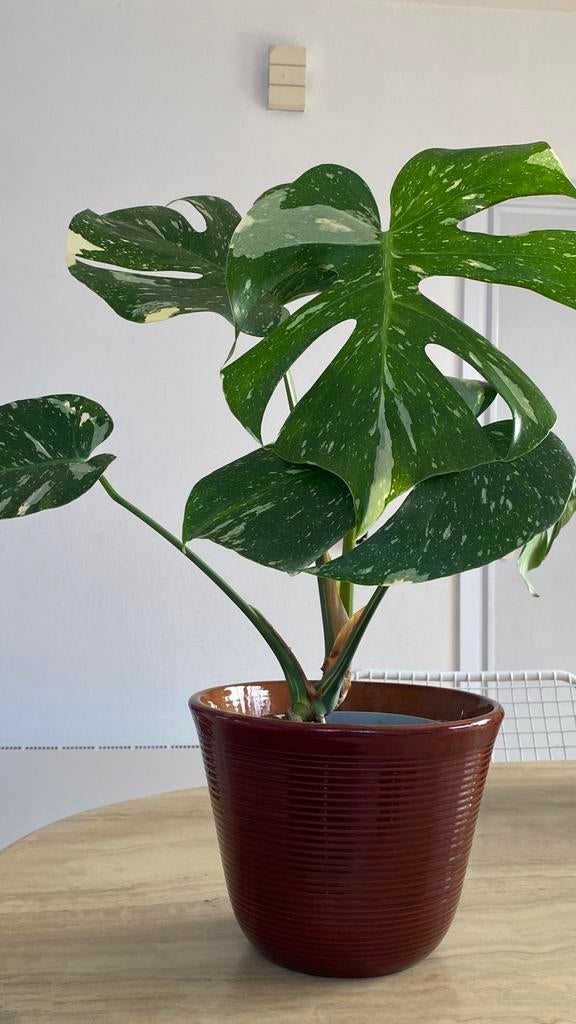 Monstera Thai Constellation, Maison & Meubles, Plantes d'intérieur, Enlèvement