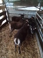 Brebis, Animaux & Accessoires, Moutons, Chèvres & Cochons