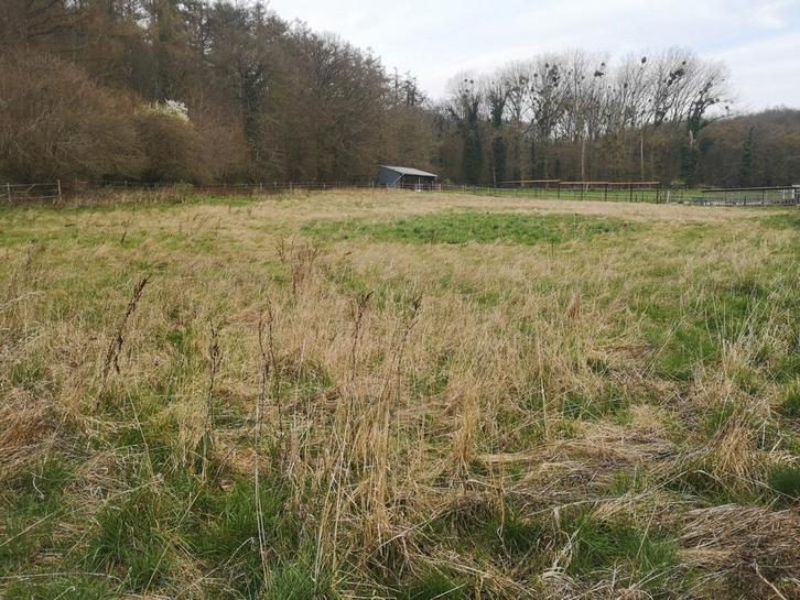 Prairie 65a avec 3 box chevaux a louer a Spy, Dieren en Toebehoren, Stalling en Weidegang