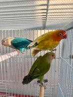 3 Agapornis à vendre