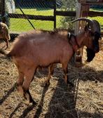 Bouc alpin 2 ans, Animaux & Accessoires, Mâle, Chèvre, 0 à 2 ans