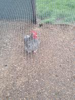 Mechelse koekoek, Dieren en Toebehoren, Pluimvee, Mannelijk, Kip