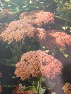 Sedum, Tuin en Terras, Ophalen
