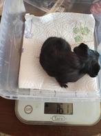 jonge caviatjes  lees beschrijving, Februari, Mannelijk, Cavia