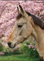 Lieve 5 jarige merrie.  147cm (niet officieel gemeten), Dieren en Toebehoren, Paarden, Merrie