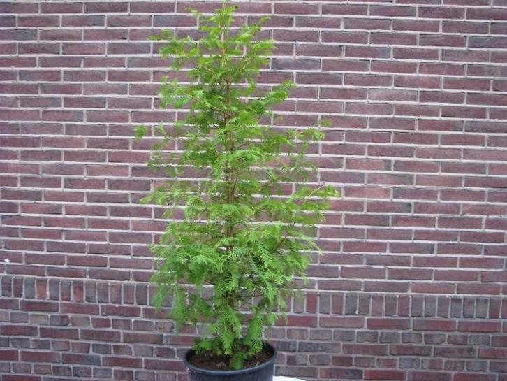 Metasequoia bomen: prachtige frisgroene kleur, Tuin en Terras, Planten | Bomen, Overige soorten, 100 tot 250 cm, Volle zon, Bloeit niet